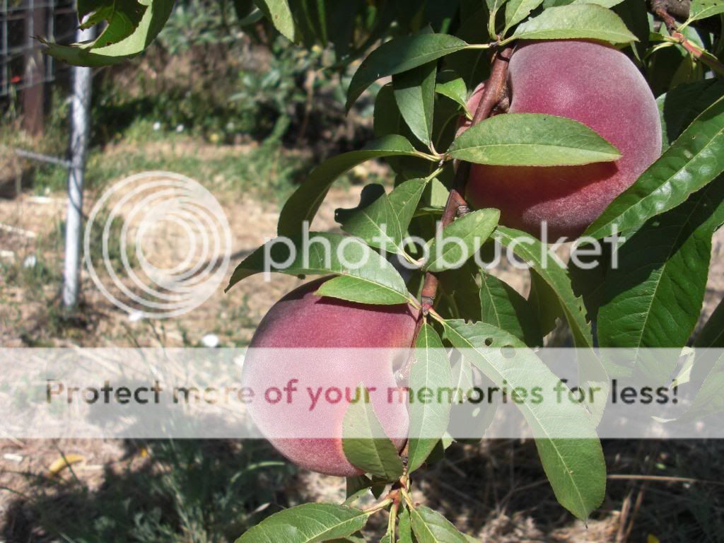babcock peach photo orchardpics010.jpg